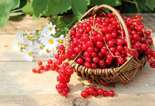 Red Currant & Berry Blossom *Discontinued* Premium Fragrance Oil