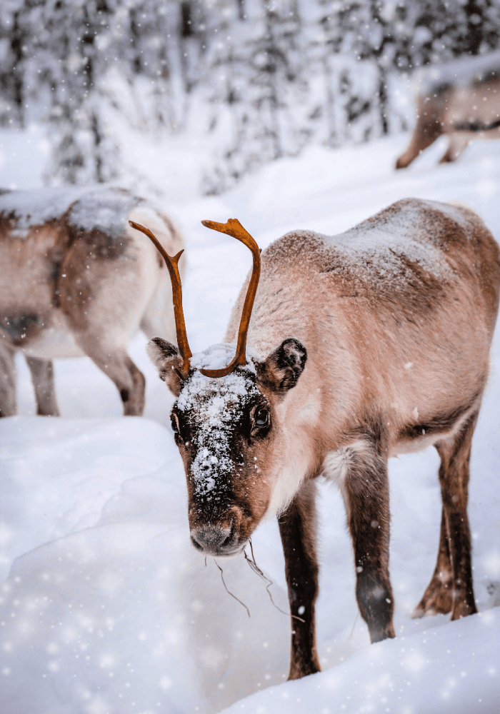 Reindeer Games Christmas Candle Fragrance Oil