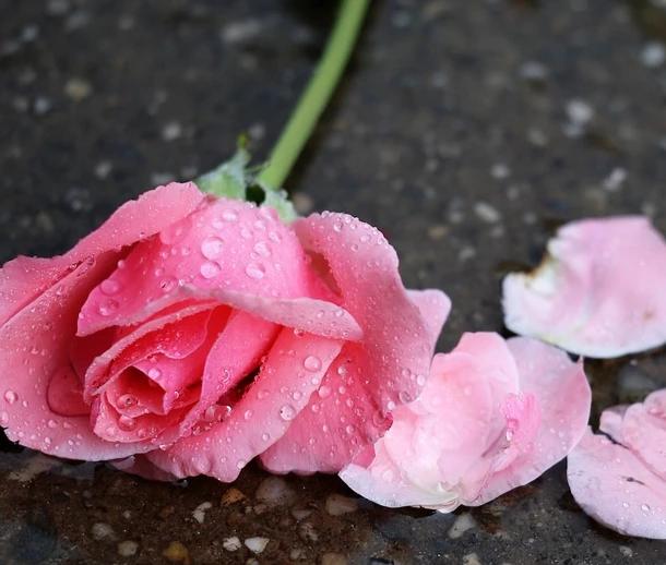 Rose Water Fragrance Oil