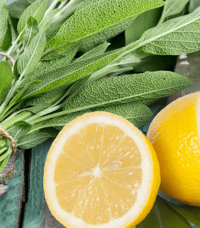Sage and Citrus Candle Fragrance Oil