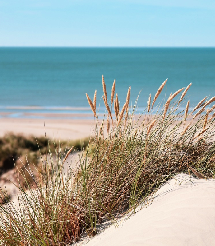 Sea Grass and Sand Dunes Candle Fragrance Oil