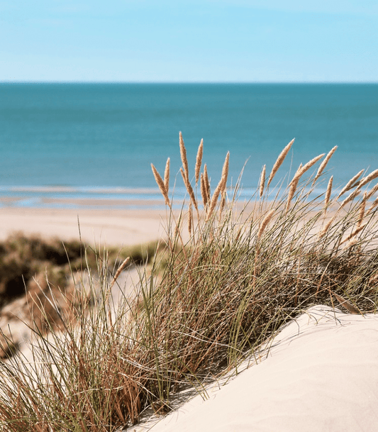 Sea Grass and Sand Dunes Candle Fragrance Oil