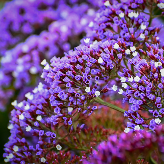 Sea Lavender and Musk Candle Fragrance Oil