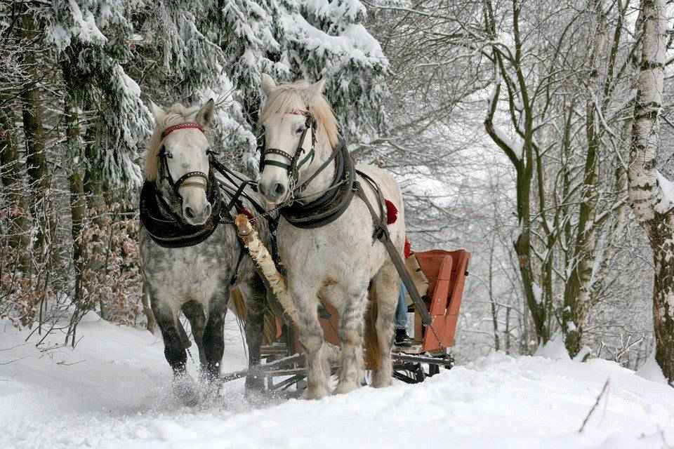 Sleigh Ride - Christmas and Holiday Premium Candle Fragrance