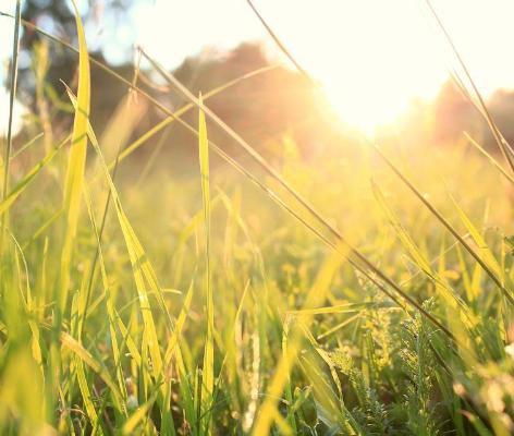 Soleil Blanc type fragrance oil - Tom Ford duplication