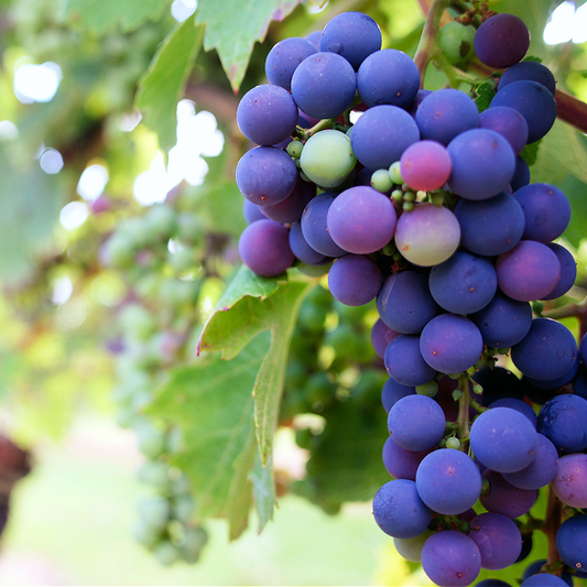 Sunndrenched Vineyard Fragrance Oil