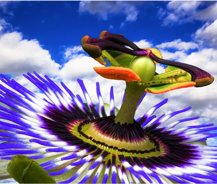 Vanilla Passion Fruit Fragrance - Glade type