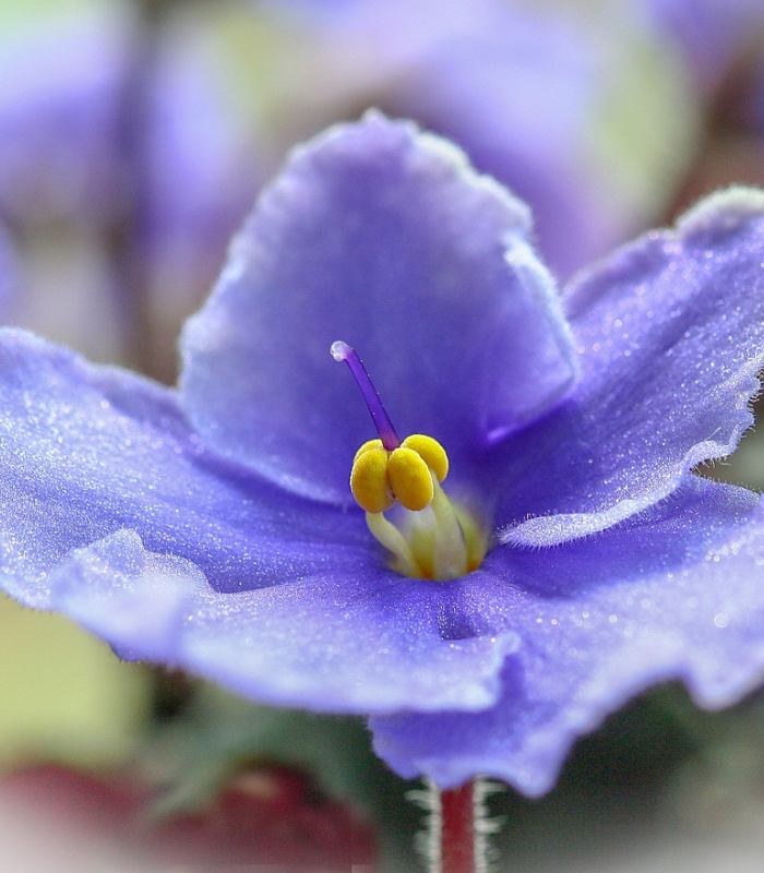 Violets and Dew Drops Fragrance Oil