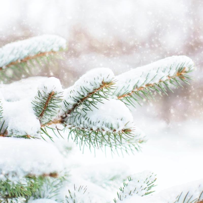 Holiday and Winter Fragrance Oils