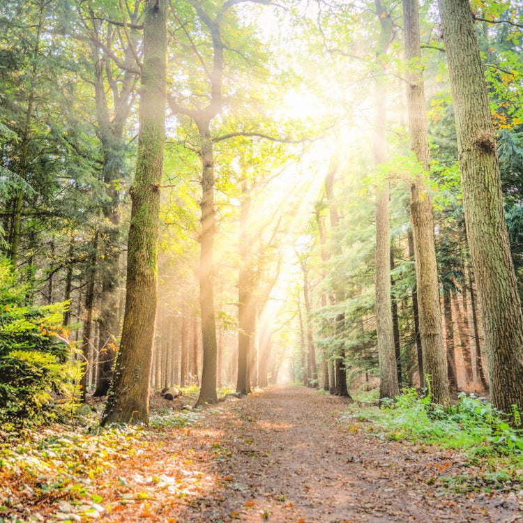 Warm and Woodsy Candle Fragrance Oils