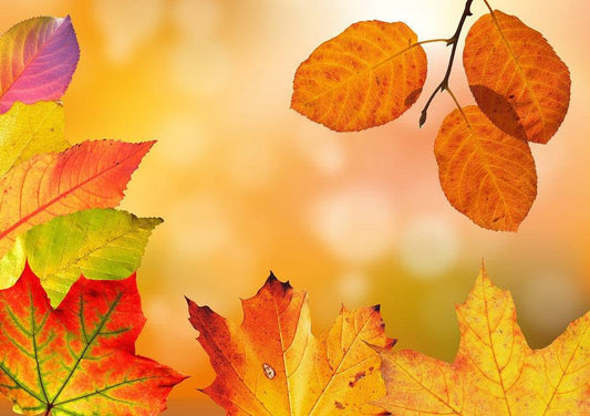 Autumn Colors Fragrance Oil