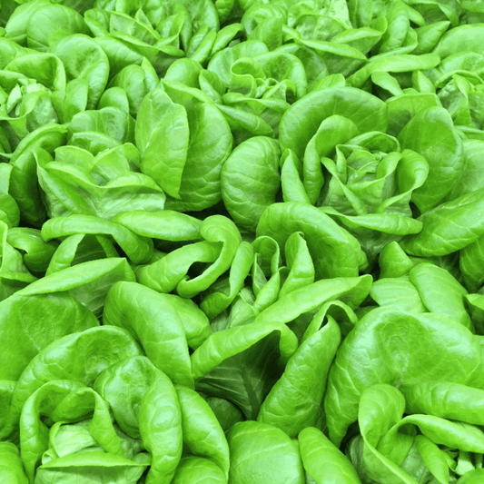 Baby Bibb Lettuce Fragrance Oil