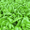 Baby Bibb Lettuce - Premium Fragrance Oil