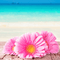 Beach Daisies *Discontinued*  Premium Fragrance Oil
