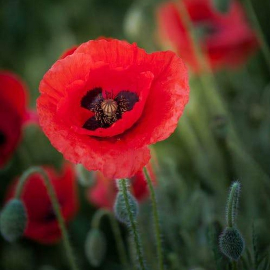 Black Opium Fragrance Oil