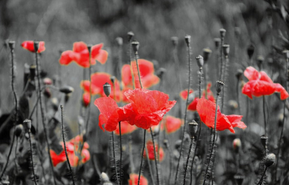 Black Poppies best wholesale candle fragrance