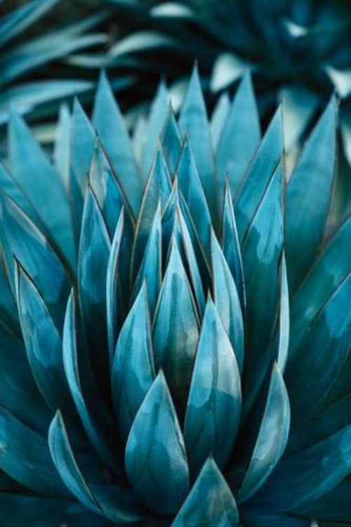 Blue Agave Nectar best wholesale candle fragrance