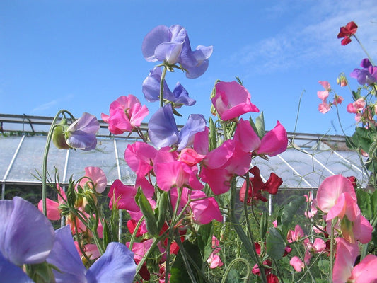 Garden Sweet Pea Yankee Candle type fragrance oil