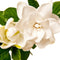 Gardenia - White Gardenia Flowers - Candle & Soap Fragrance Oil