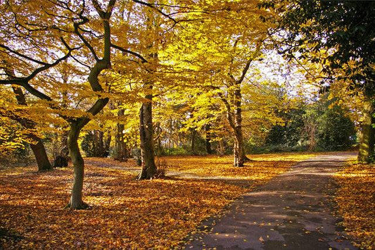 Golden Oakwood Fragrance for Candle & Soap Making