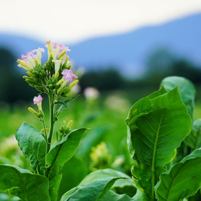 Green Tobacco Fragrance Oil