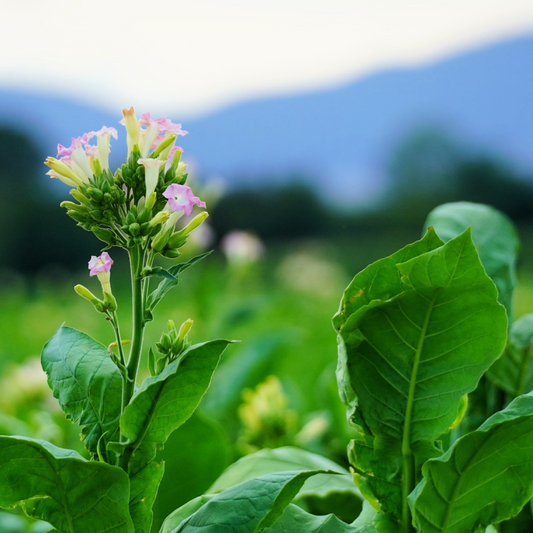 Green Tobacco Fragrance Oil