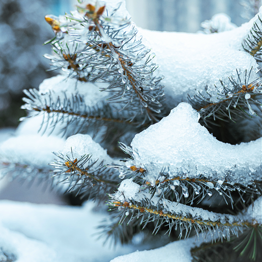 Iced Evergreen Fragrance Oil