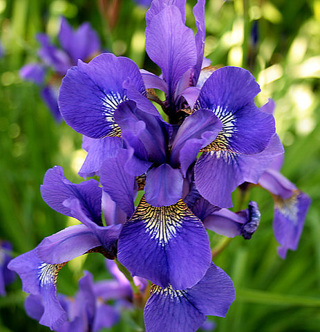 Iris Kisses Fragrance Oils for Candles, Soaps, and Cosmetics