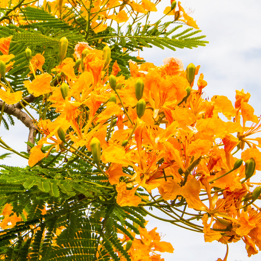 Island Nectar Fragrance Oil - Compare to BBW
