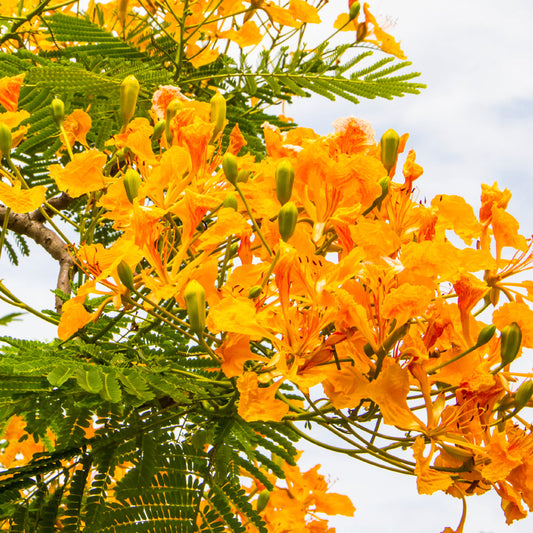 Island Nectar Fragrance Oil - Compare to BBW