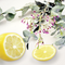 Lemon & Eucalyptus - Premium Fragrance Oil
