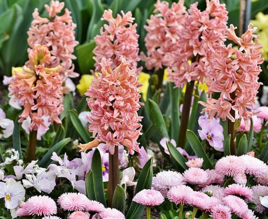 Lily & Hyacinth - Wholesale Fragrance Oil
