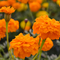 Marigolds & Sunshine - Premium Fragrance Oil