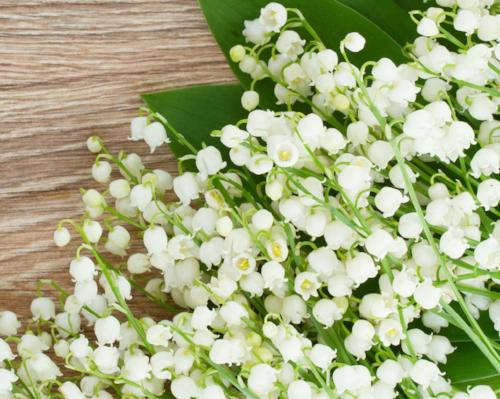 Muguet Floral Custom Fragrance Creator