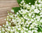 Muguet (Floral) *Discontinued* Premium Fragrance Oil