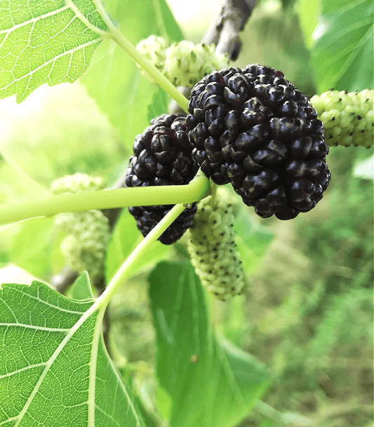 Mulberry Candle Fragrance Oil
