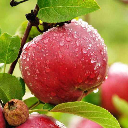 Apple Orchard - 1oz Sample