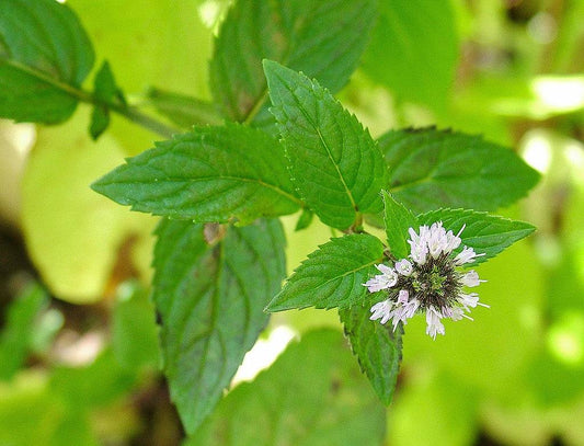 Peppermint Essential Oil