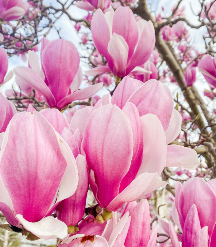 Pink Magnolia Blossom Fragrance Oil