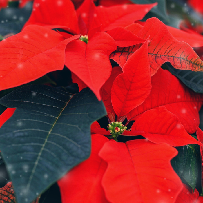 Poinsettia Fragrance Oil