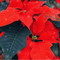 Poinsettia - Premium Fragrance Oil