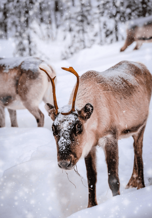 Reindeer Games Christmas Candle Fragrance Oil