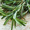 Rosemary Essential Oil - Certified 100% Pure