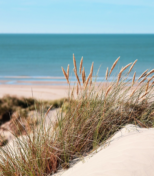Sea Grass and Sand Dunes Candle Fragrance Oil