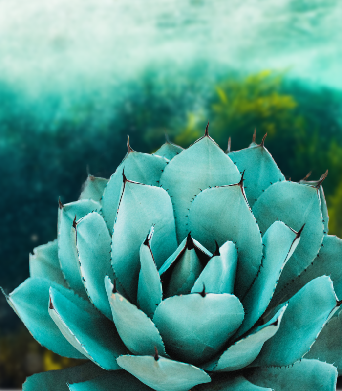 Sea Kelp Agave Candle Fragrance Oil
