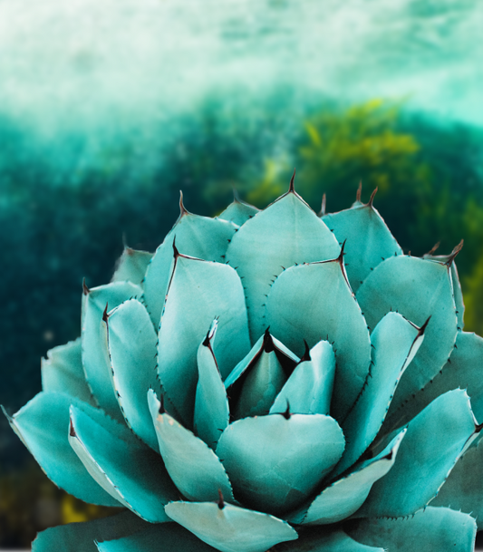 Sea Kelp Agave Candle Fragrance Oil