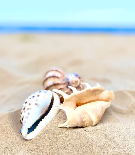 Sea Shore Candle Fragrance Oil