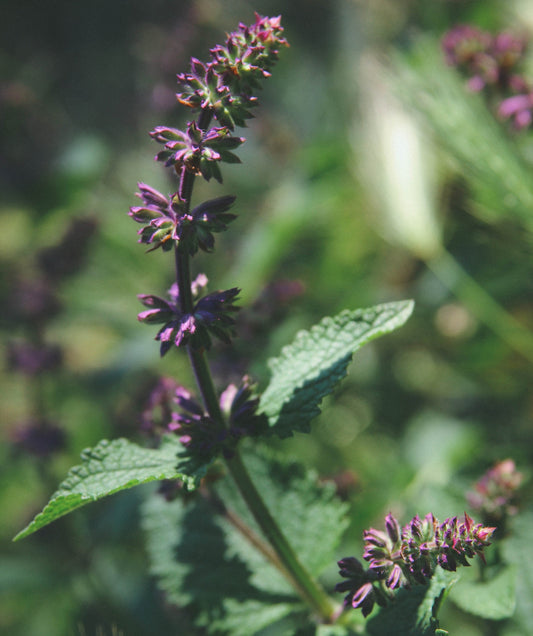 Spiced Patchouli (Discontinued)