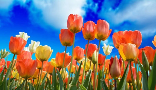Spring Air best wholesale candle fragrance
