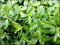 Thyme & Watercress - Premium Fragrance Oil